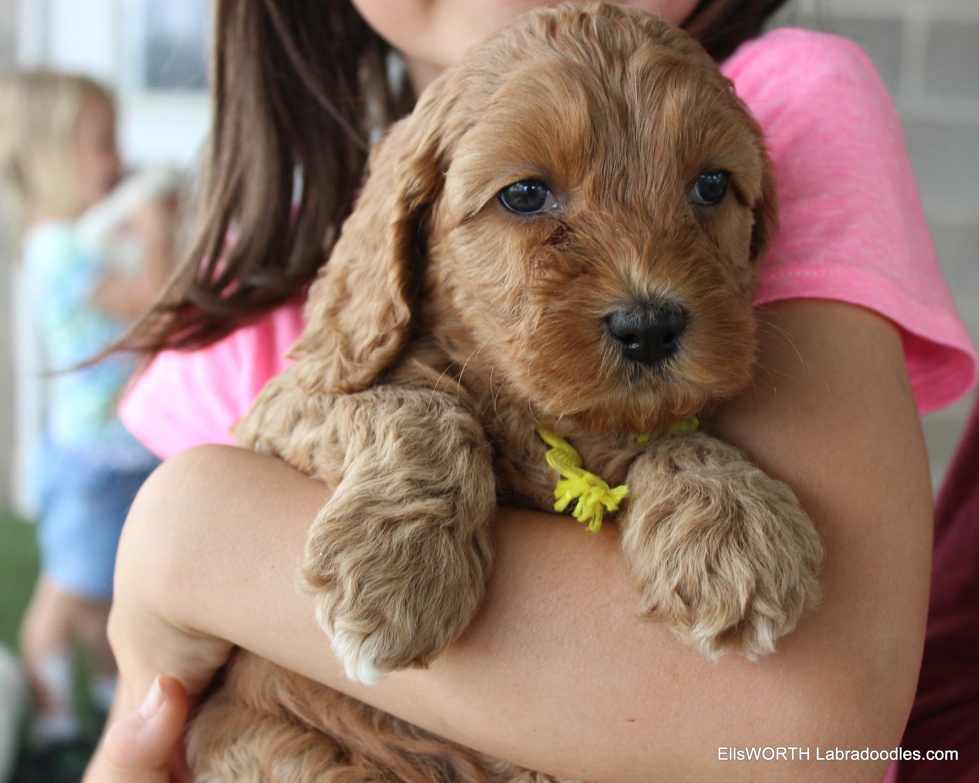 5 weeks old weighs 3.11 lbs
