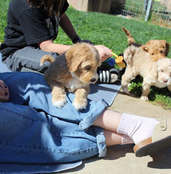 puppy socialization is fun