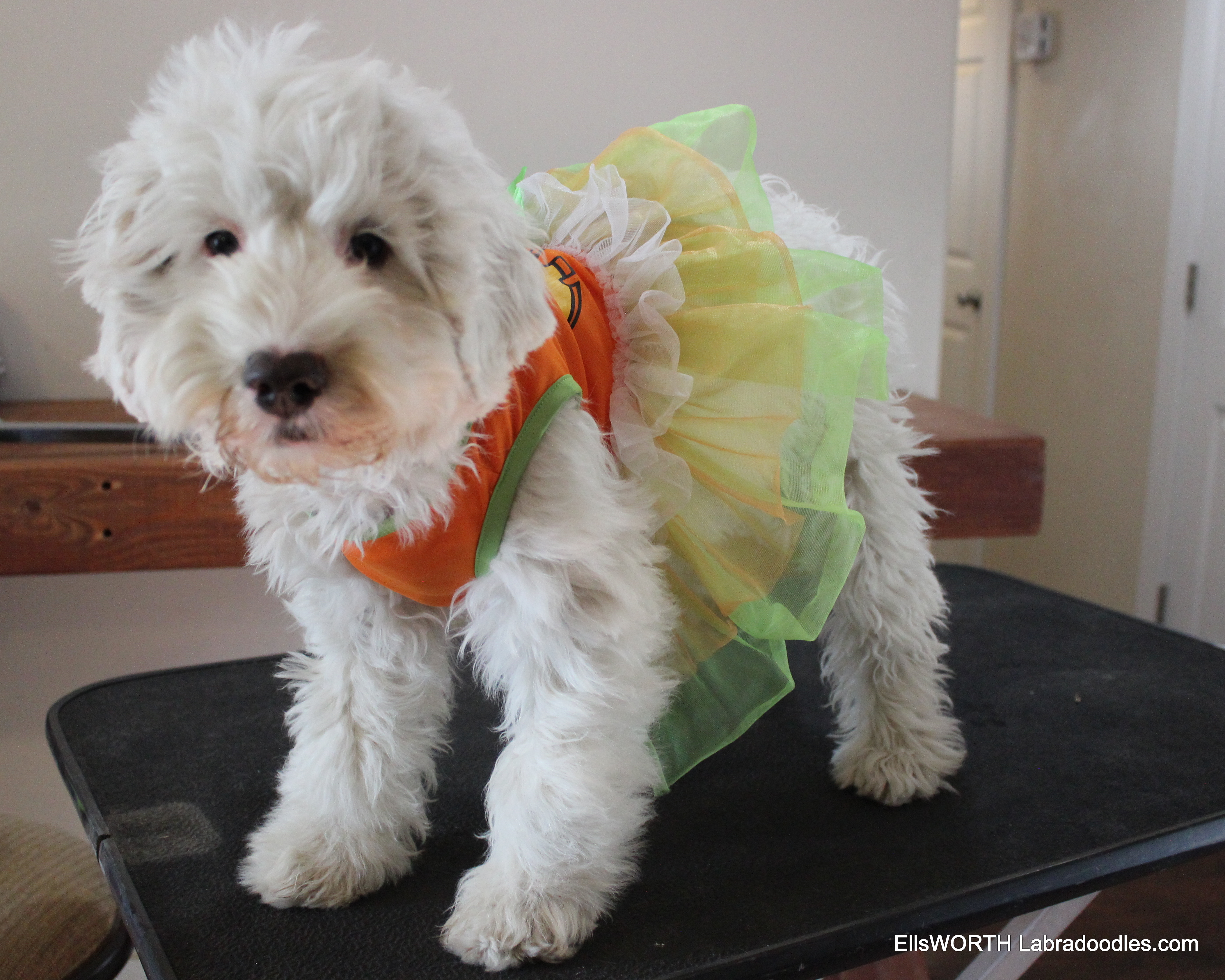 Halloween costumes are fun!