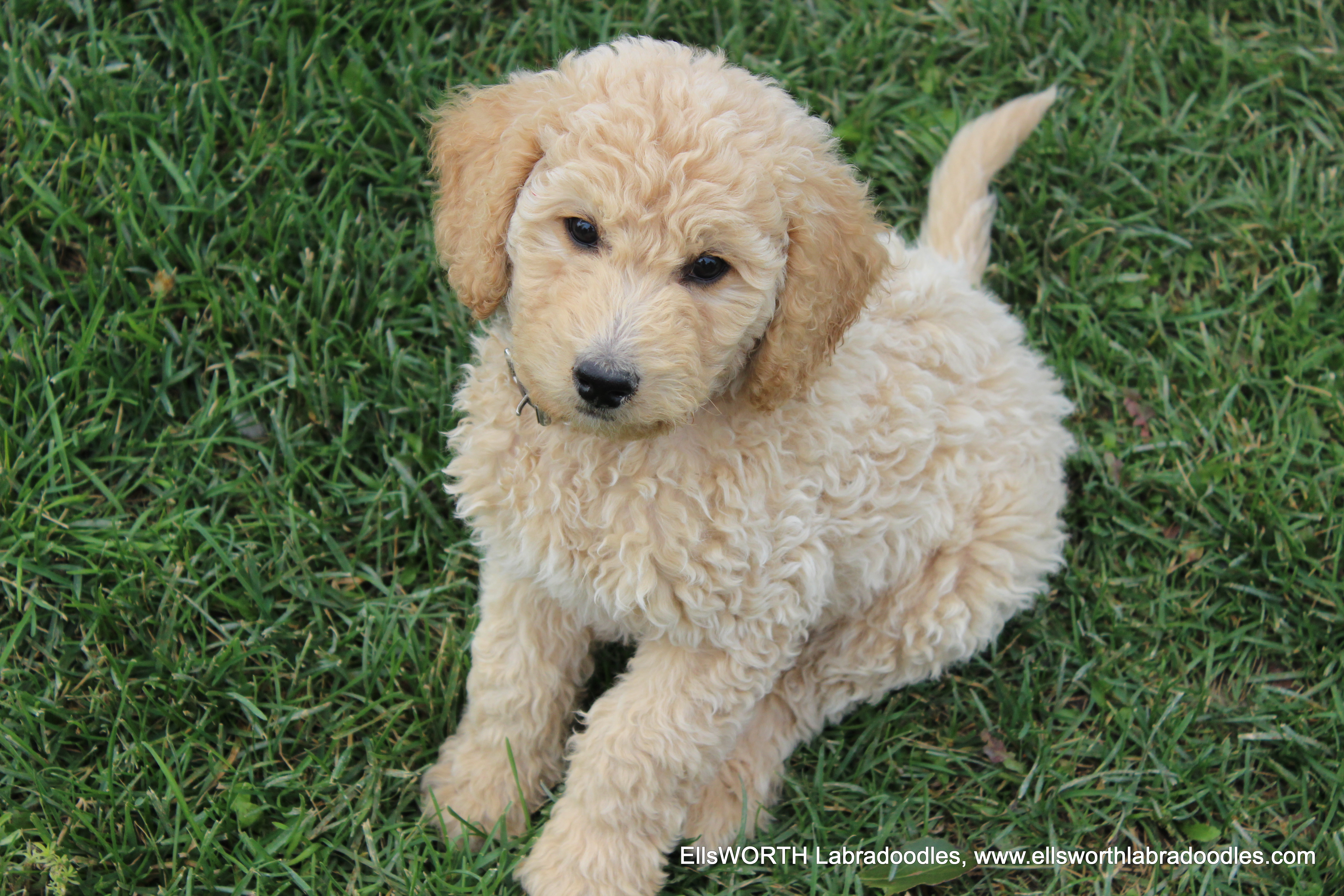 9 weeks old weighs 8.13