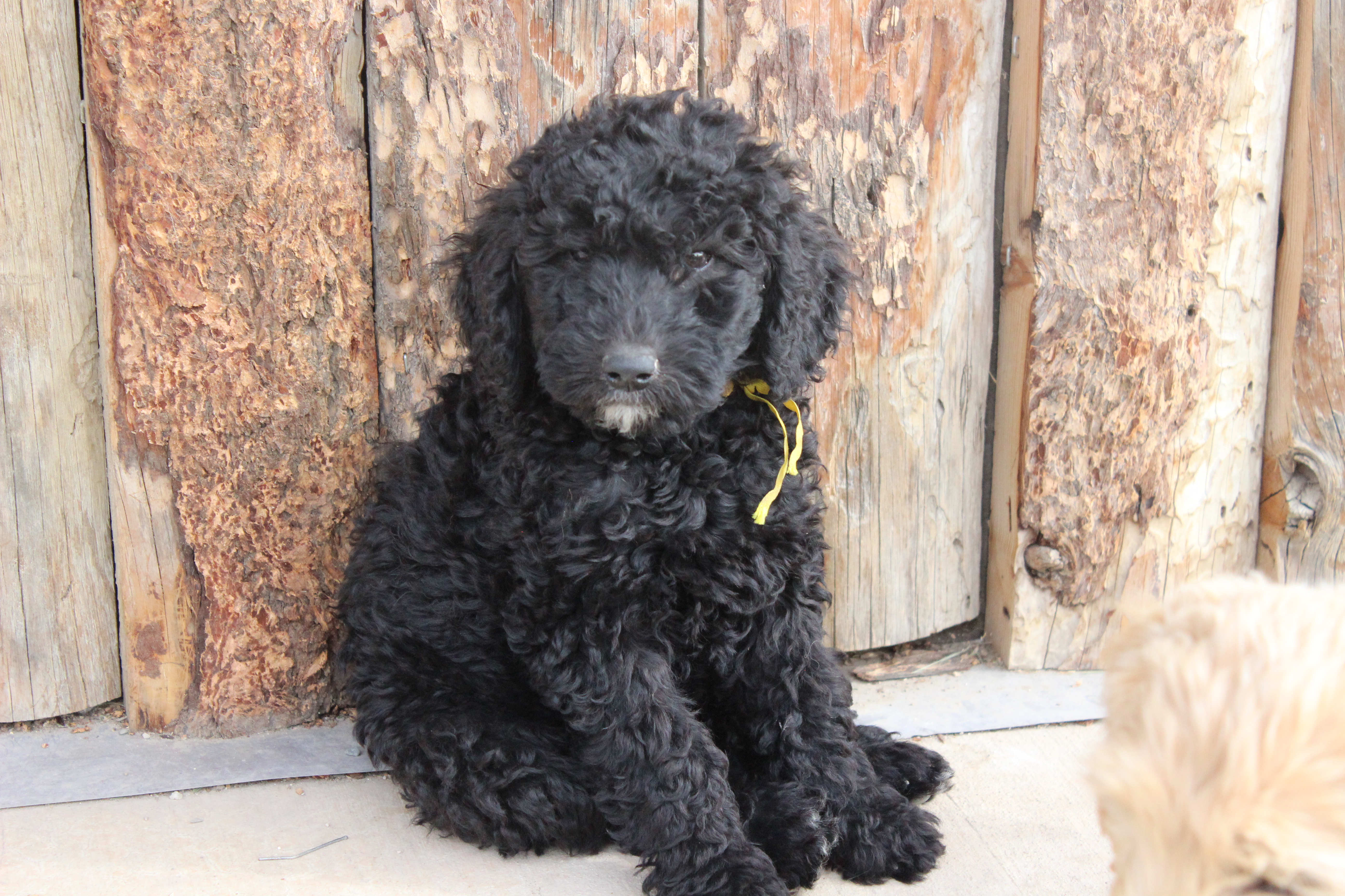 9 weeks old weighs 8.2 lbs