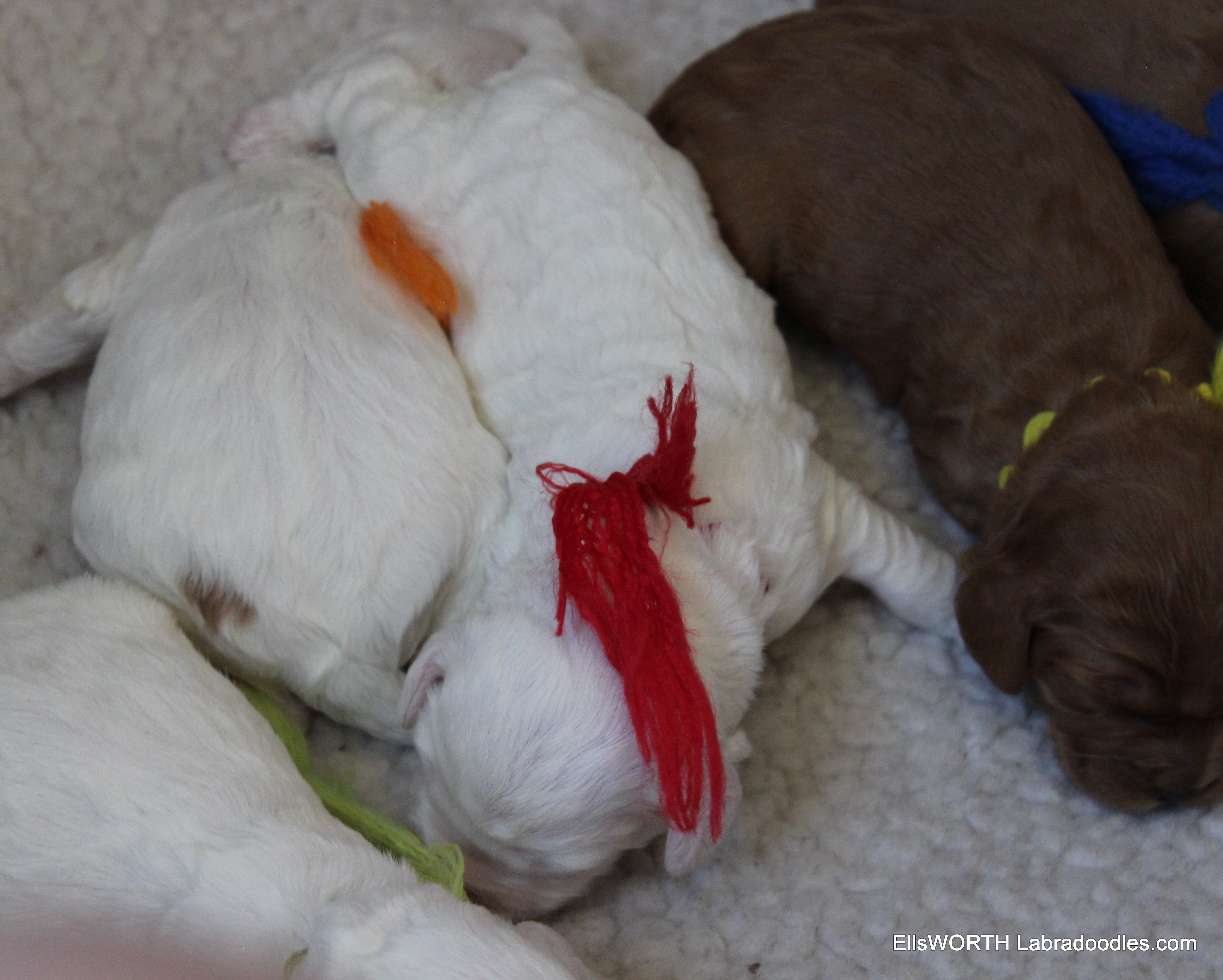 sleepy puppies