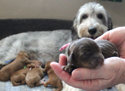 1 day old weight 11.6 pz