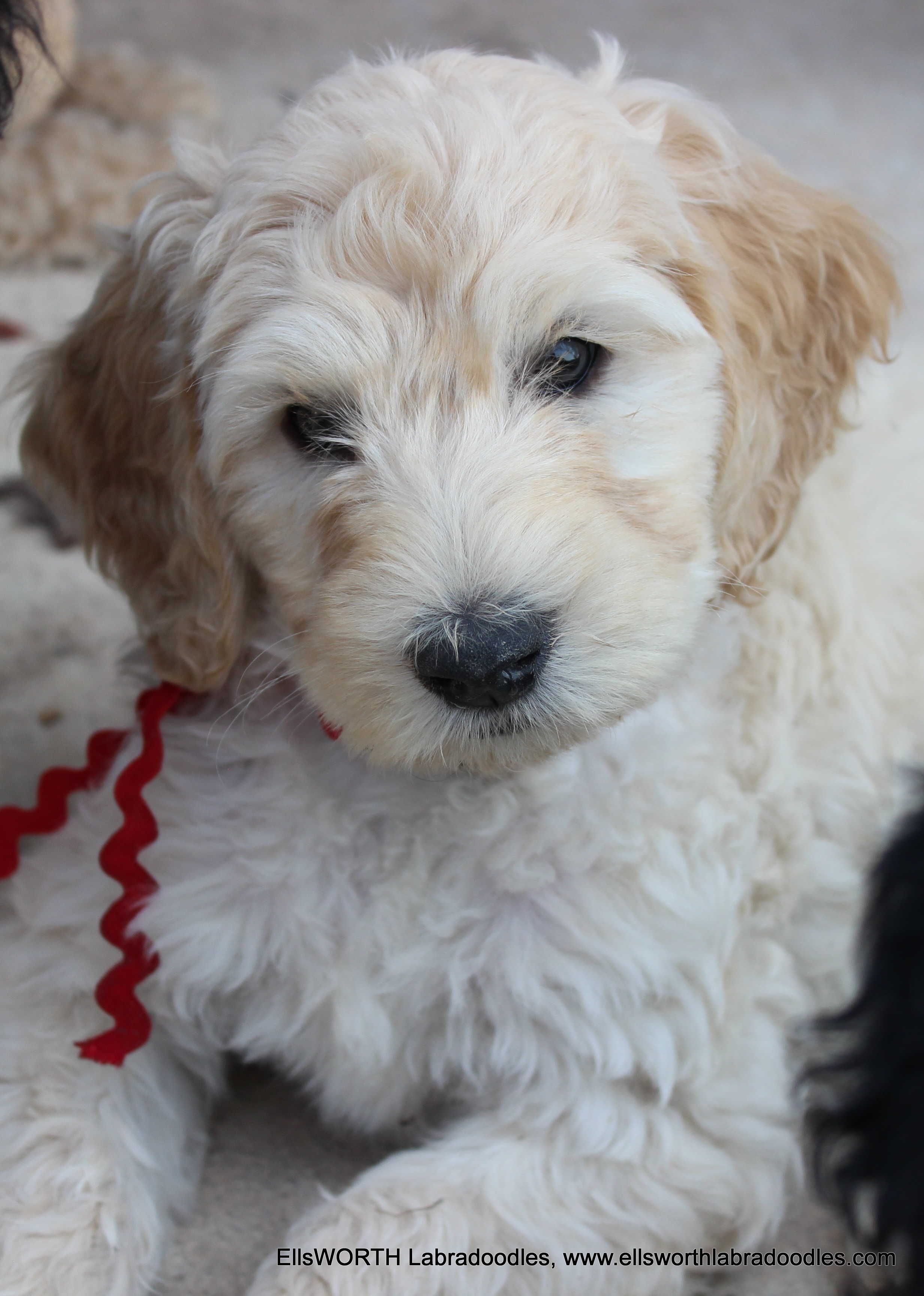 8 weeks old weighs 9.1 lbs