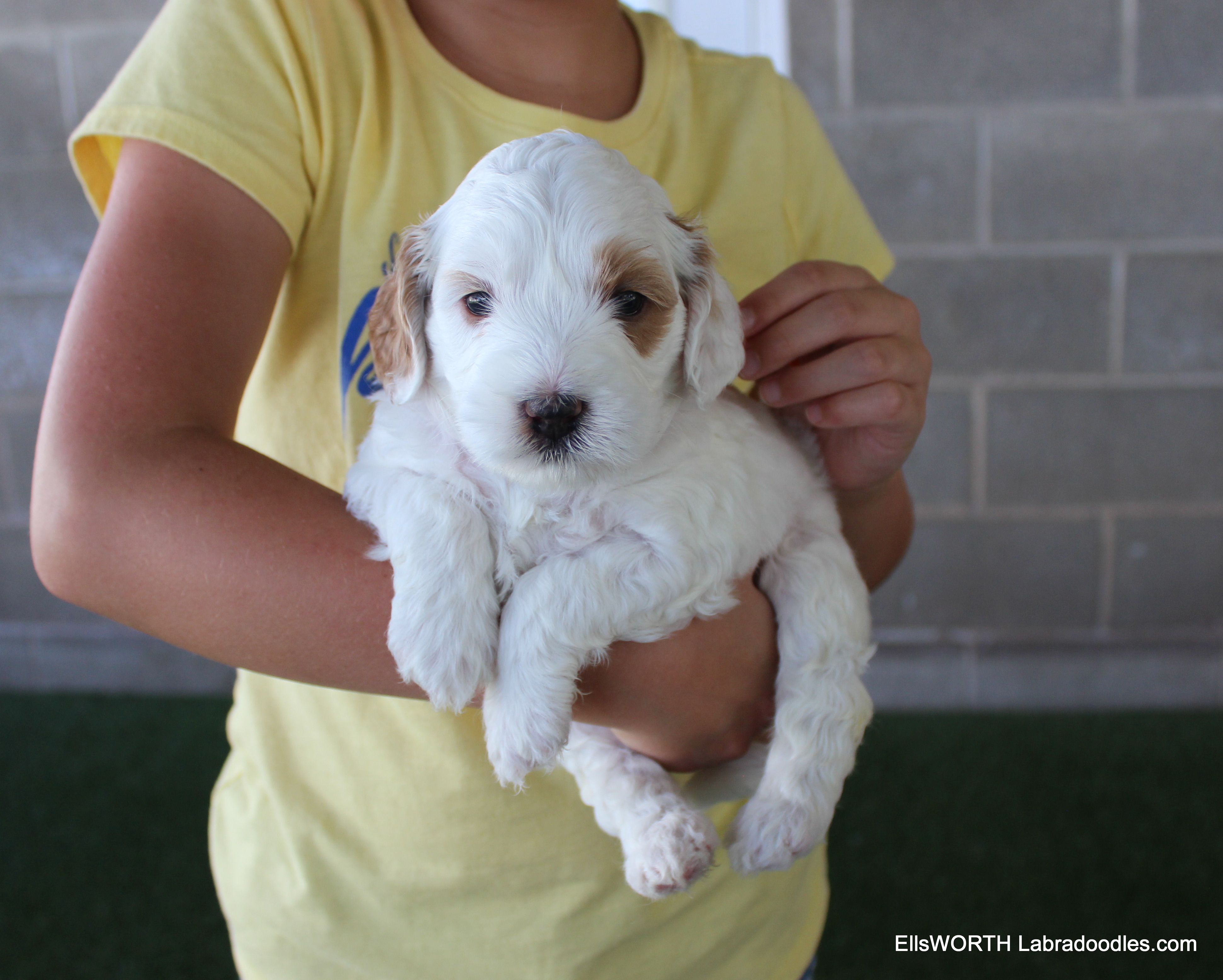 4 weeks old weighs 3.1 lbs