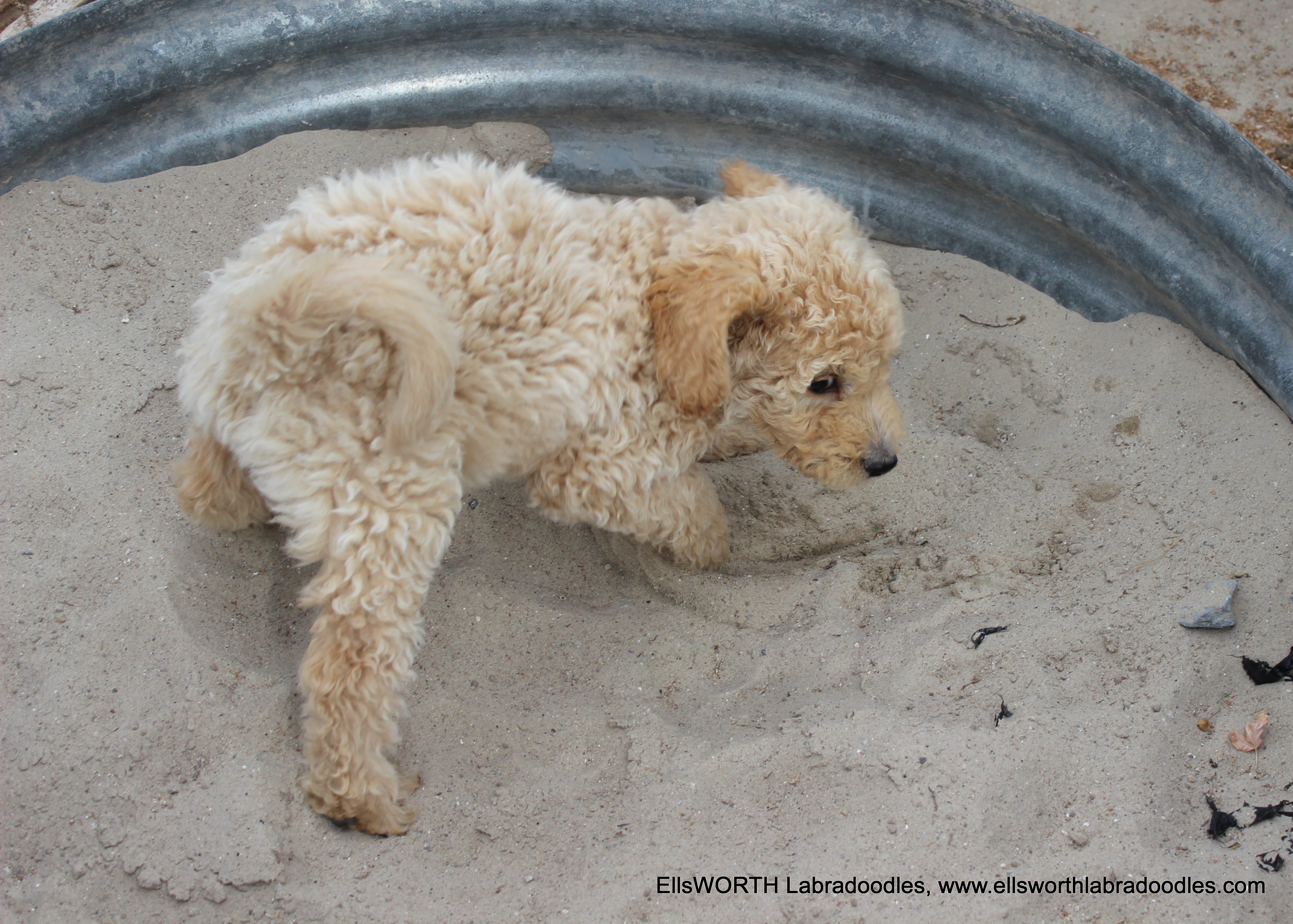 playing in the sand