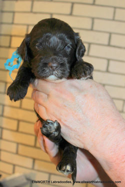 3 weeks old weighs 2.7 lbs.