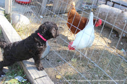 she loves watching the hens