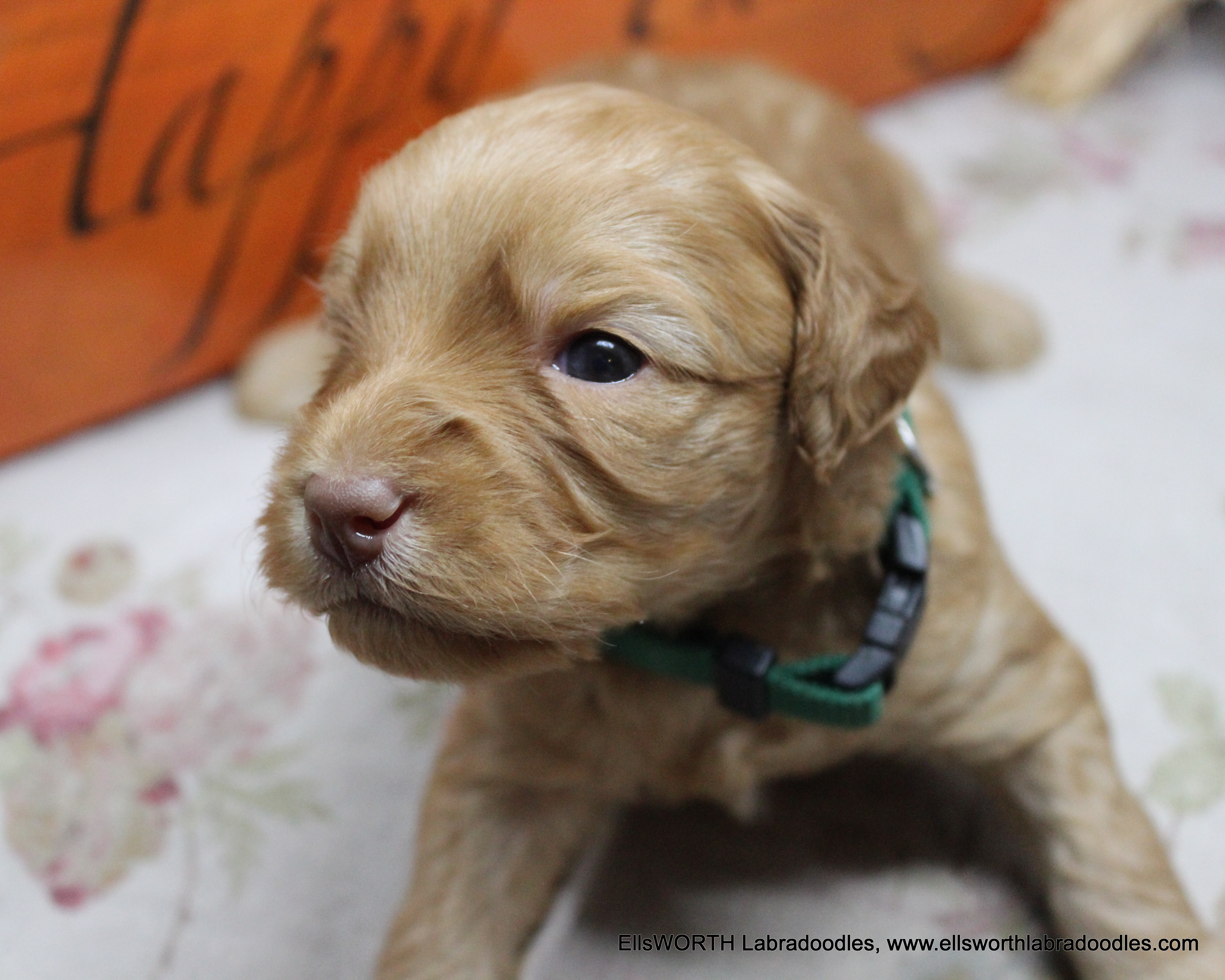the only Caramel puppy in the litter