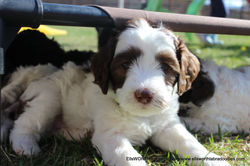 6 weeks weighs 4.14 lbs