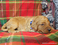 2 weeks old weighs 2.4 lbs