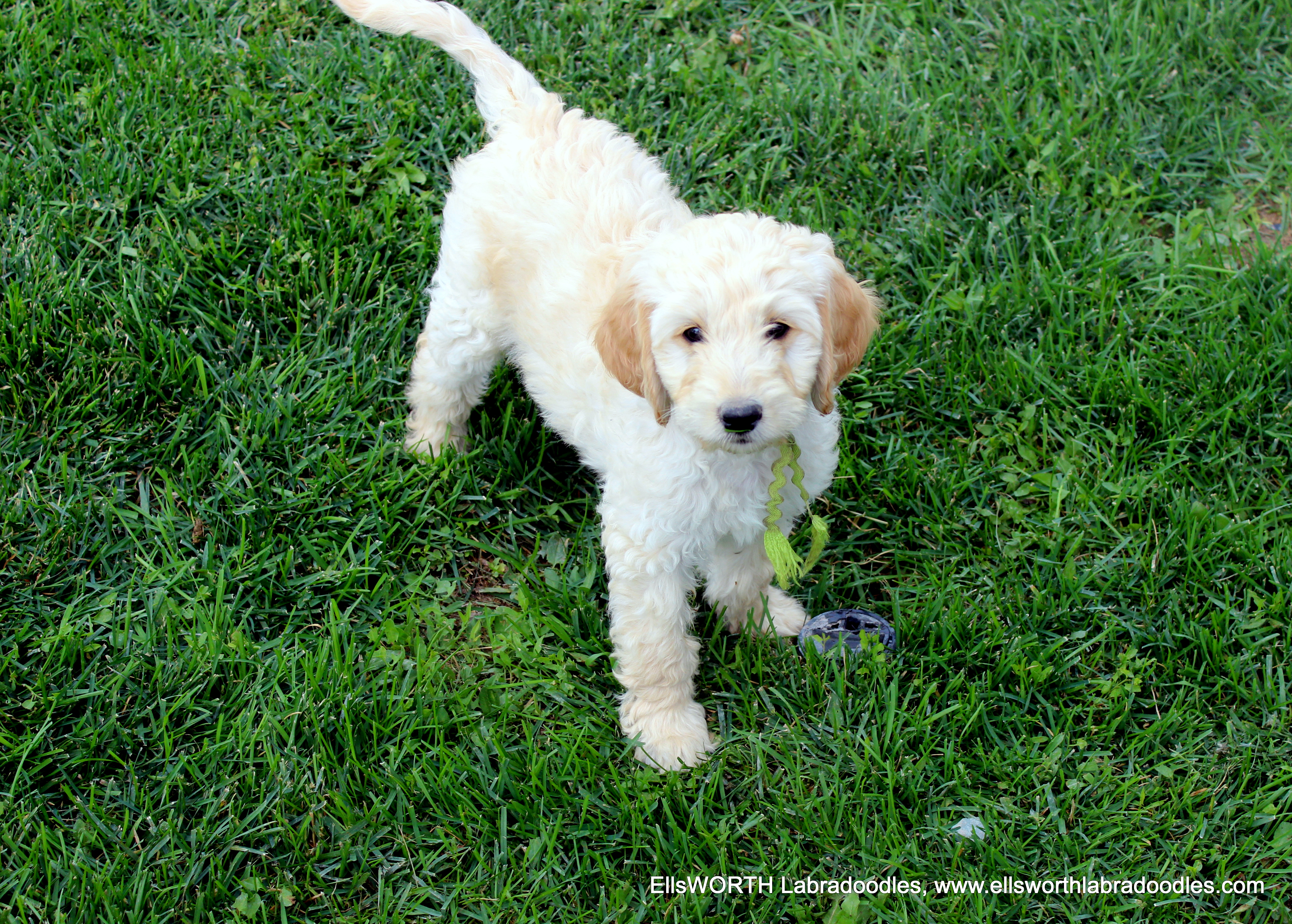 he loves to play and wants to please