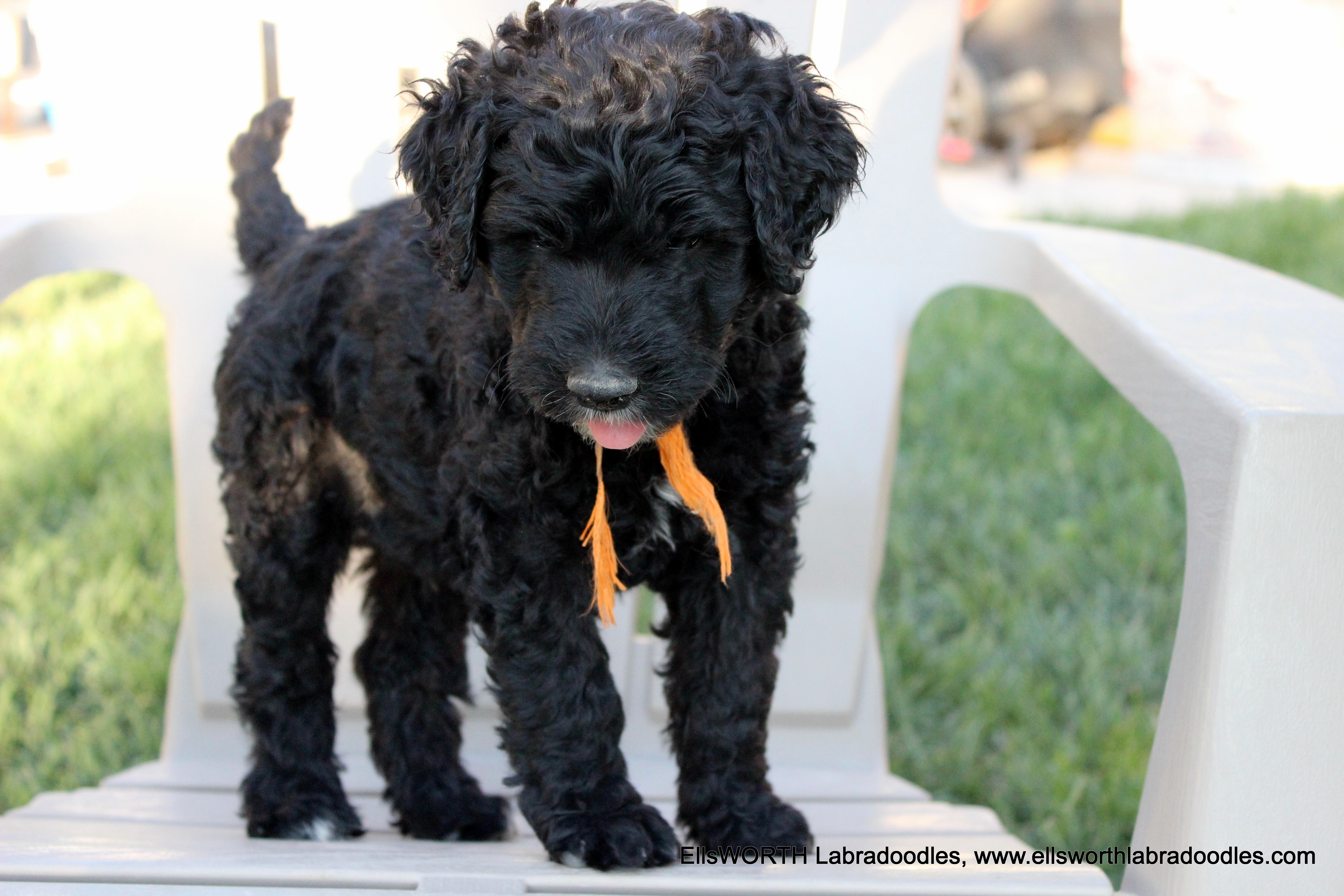 6 weeks old weighs 7.8 lbs.