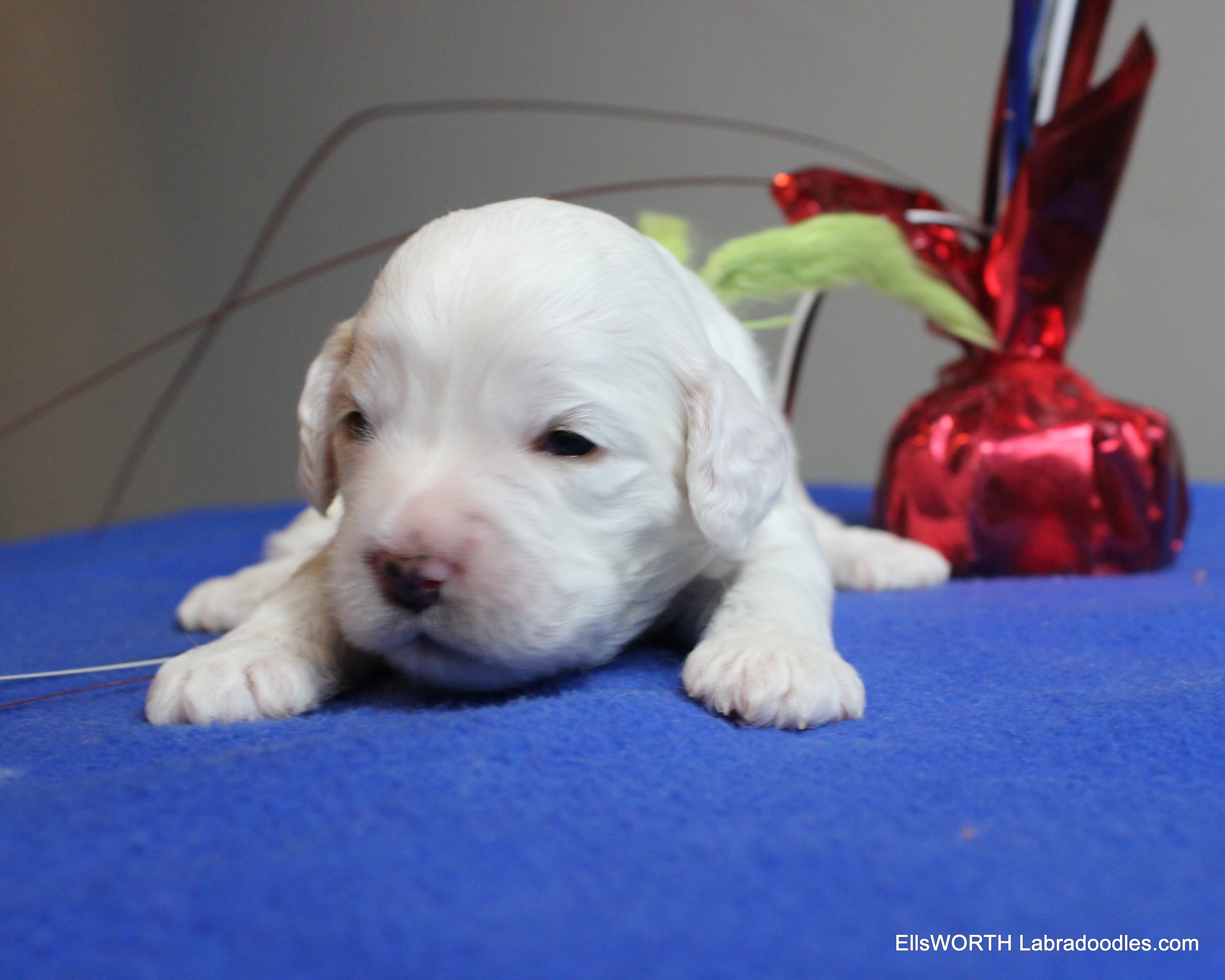 2 weeks old weighs 1.51 lbs,