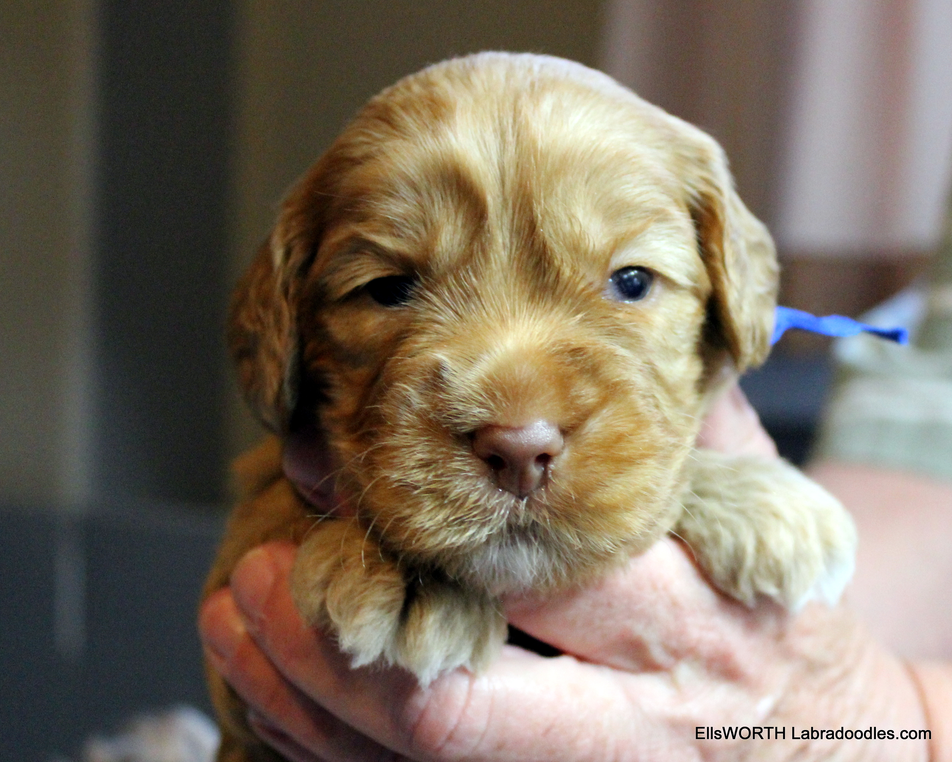 3 weeks old weighs 2.4 lbs