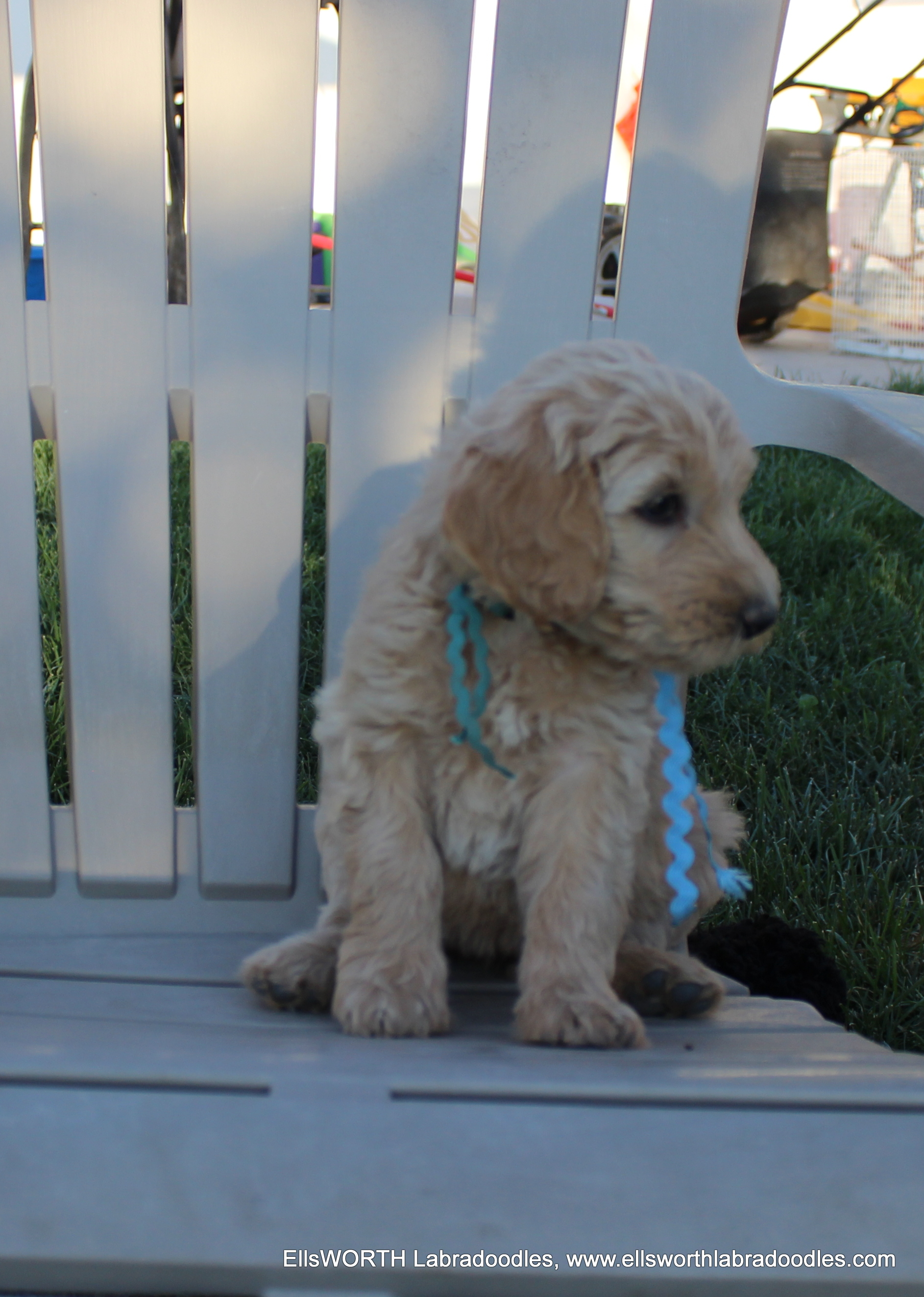6 weeks old weighs 6.1 lbs