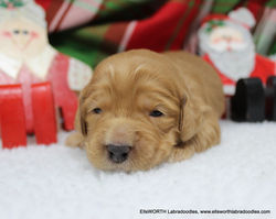 2 weeks old weighs 1.13 lbs