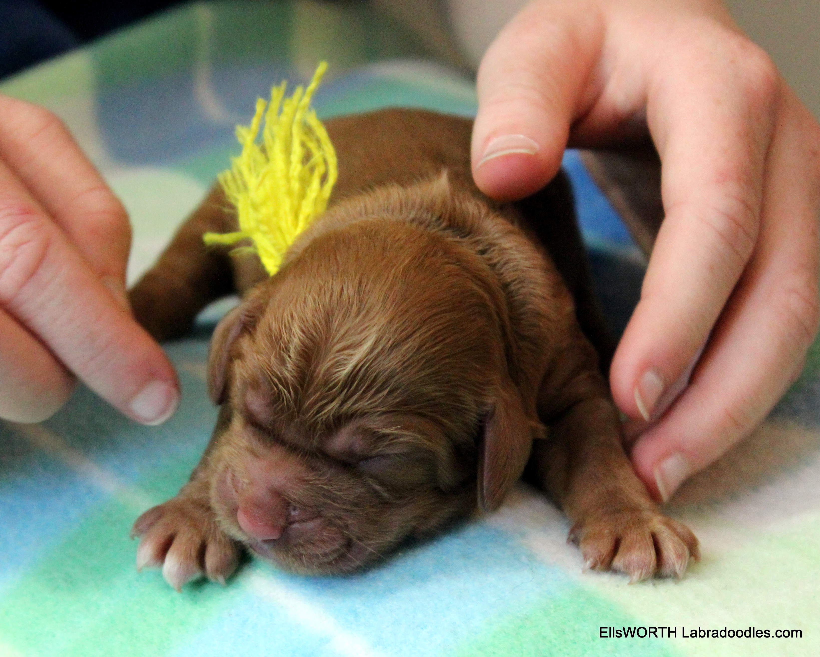 The first puppy born at 2:18AM