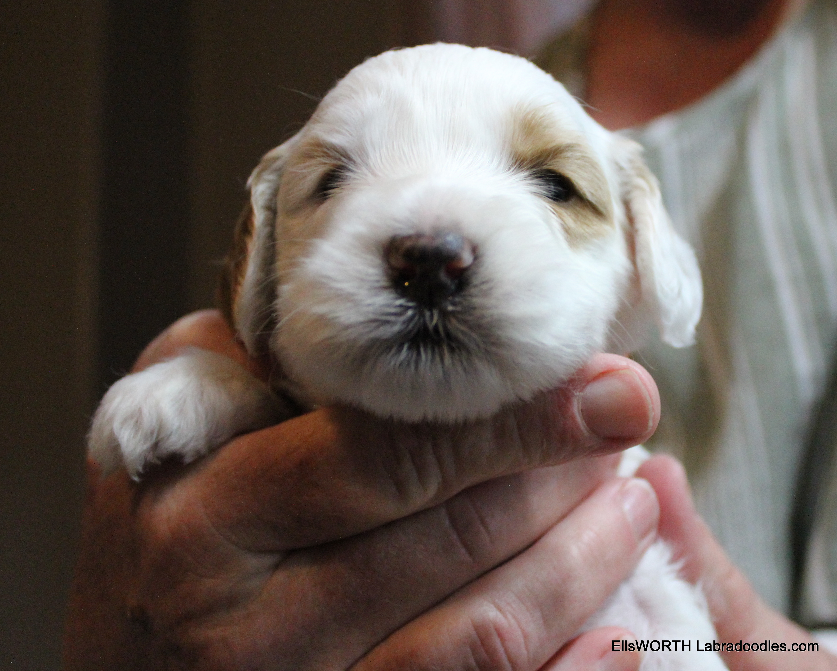 3 weeks old weighs 2.31 lbs