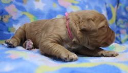 ears open after the eyes open