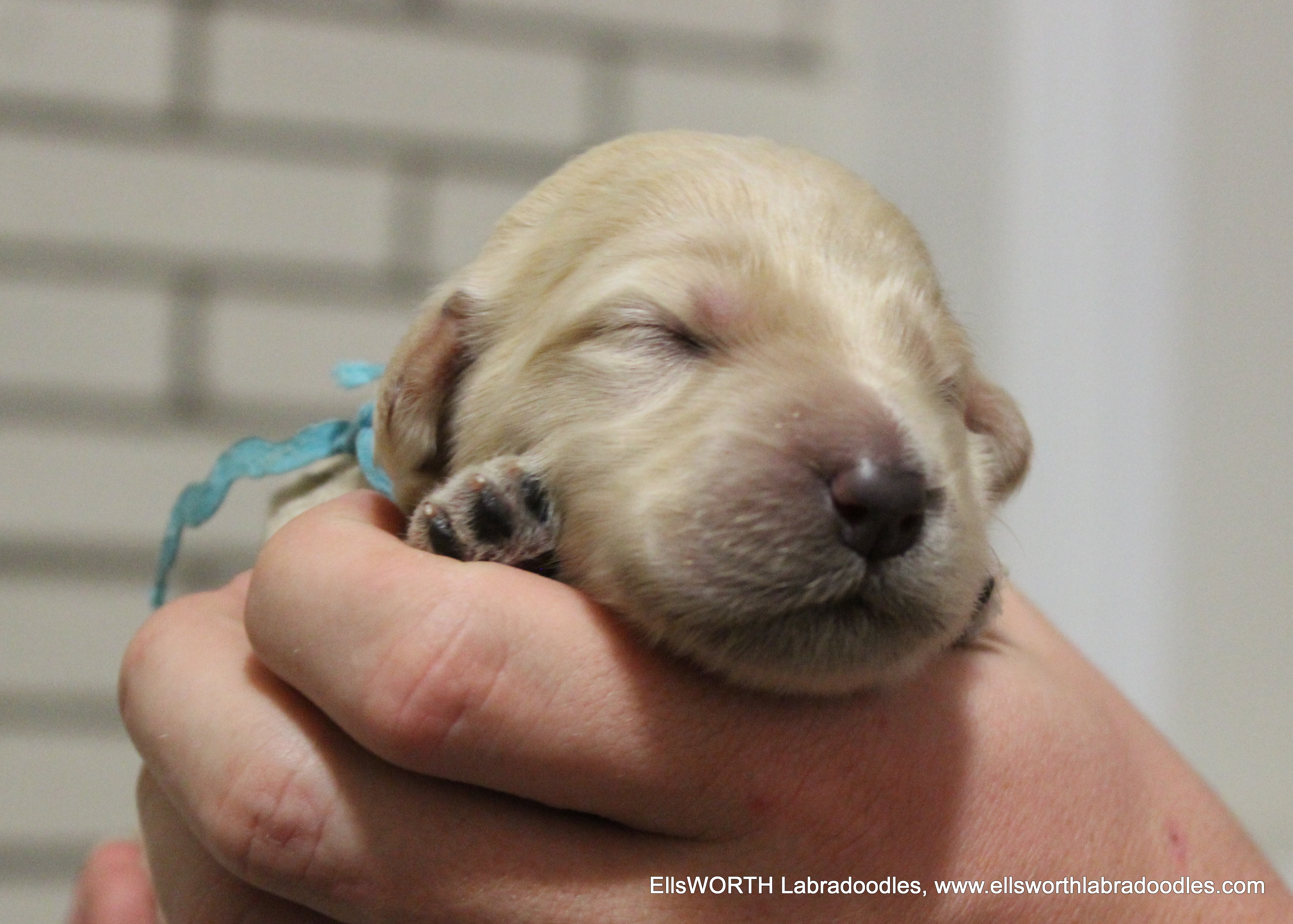 1 week old weighs 1.17 lbs