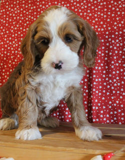 7 weeks old weighs 7.10 lbs