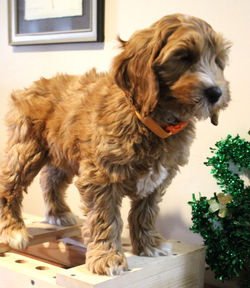 11 weeks old weighs 12.9 lbs