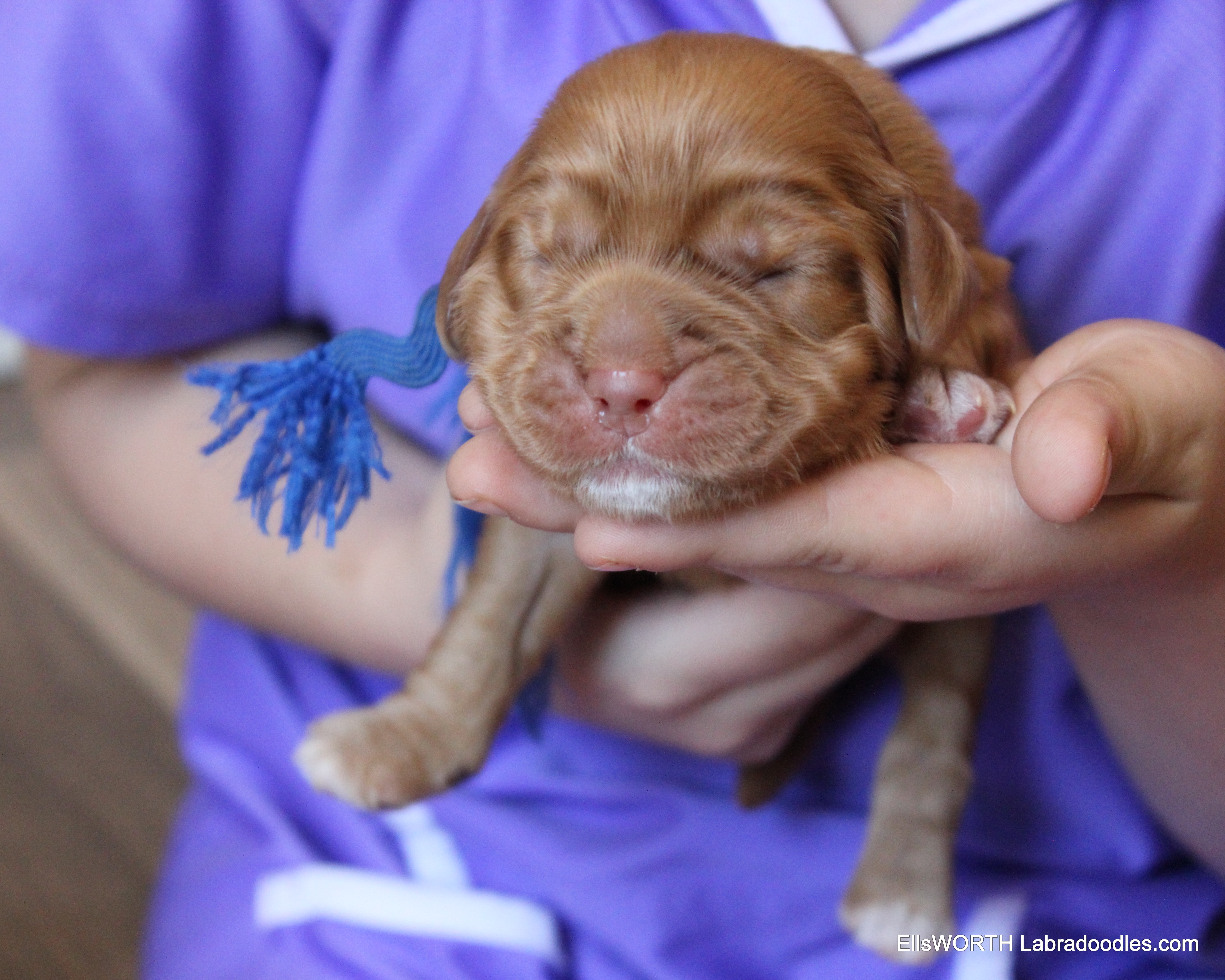 1 week old weighs 1.42 lbs