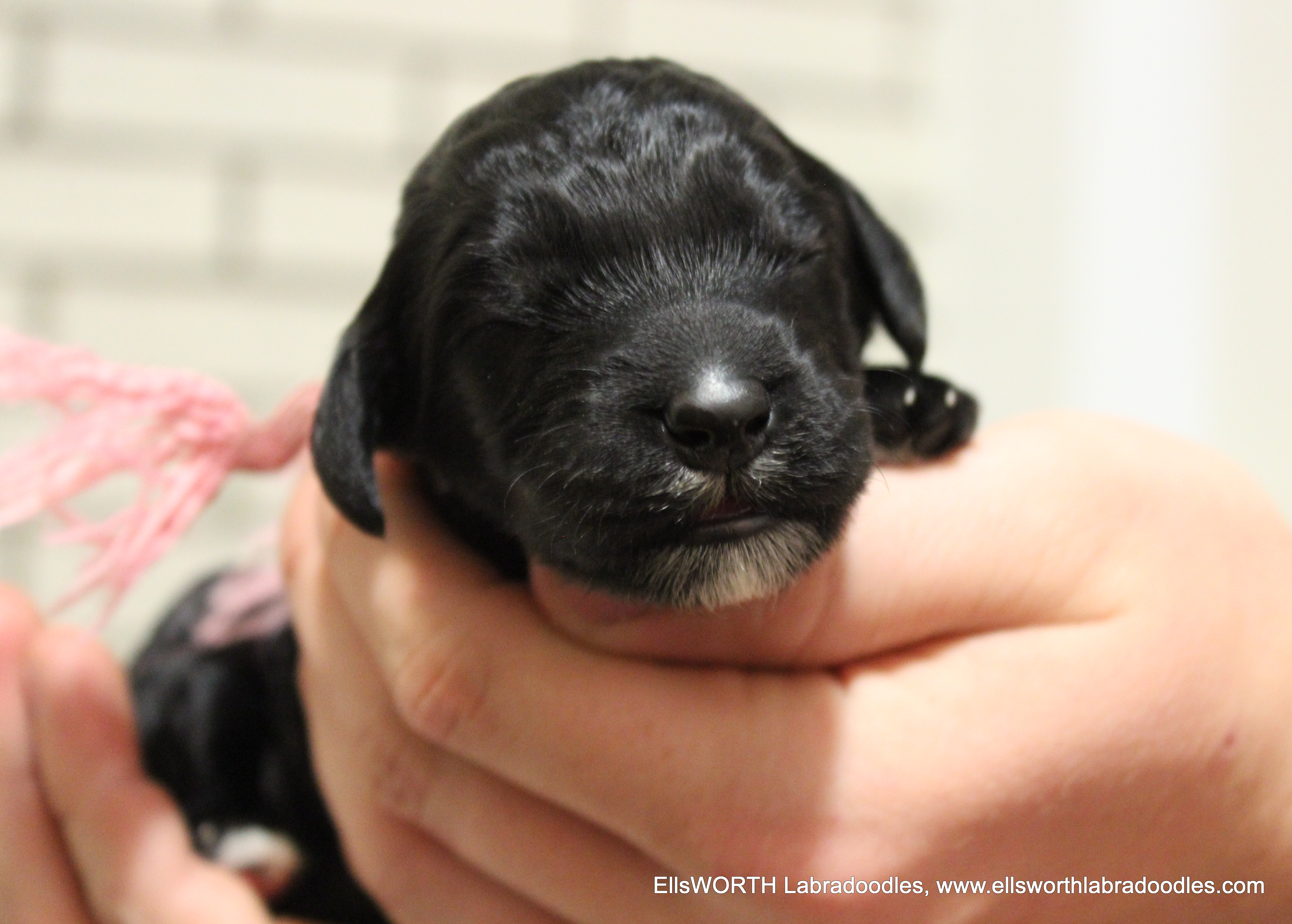 1 week old weighs 1.08