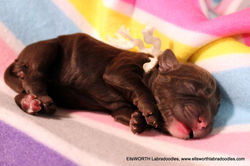 She was the 4th puppy born