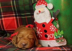 1 week old weighs 1.40 lbs