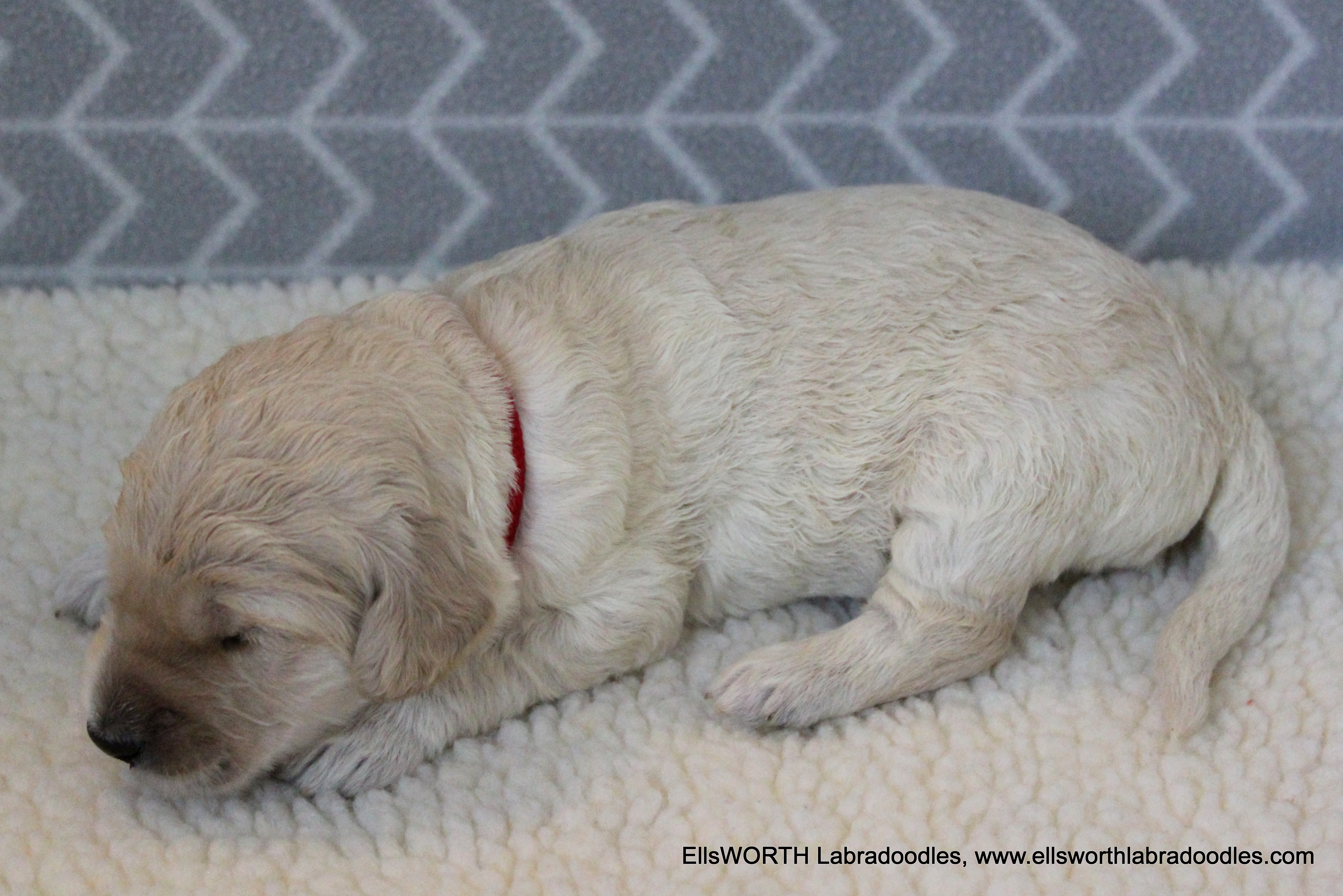 2 weeks old