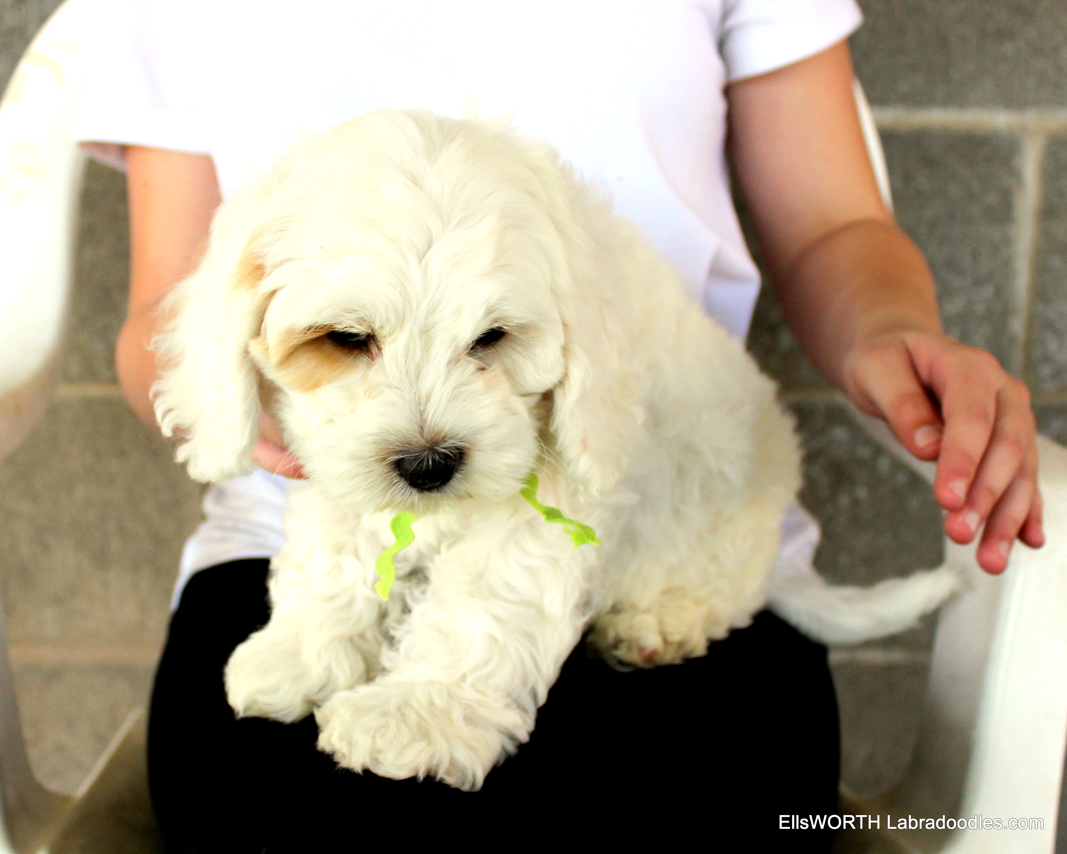 very sweet, hardly every barks