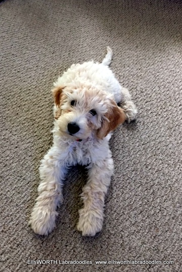 ready for his new home. He