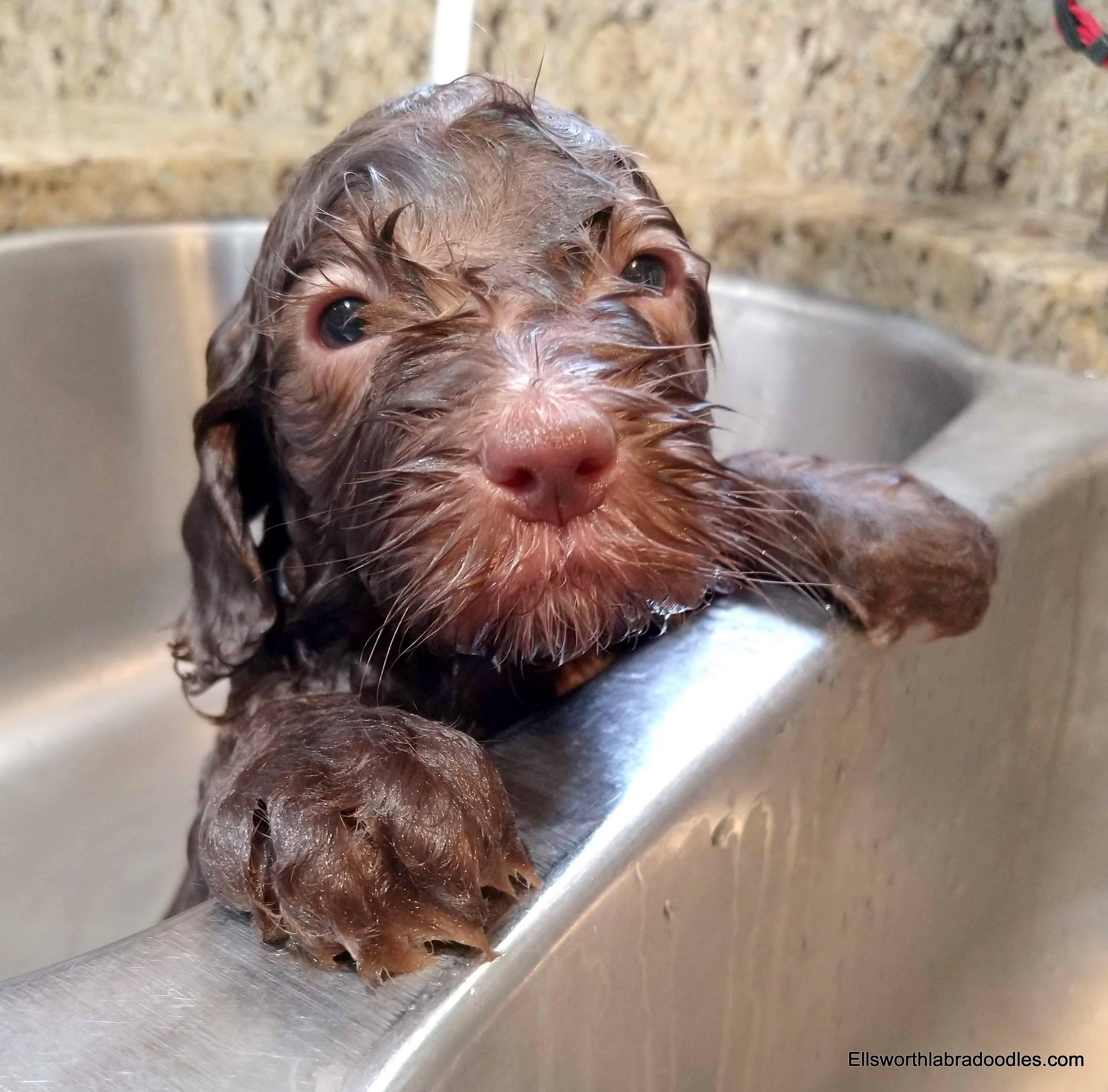 4 weeks old