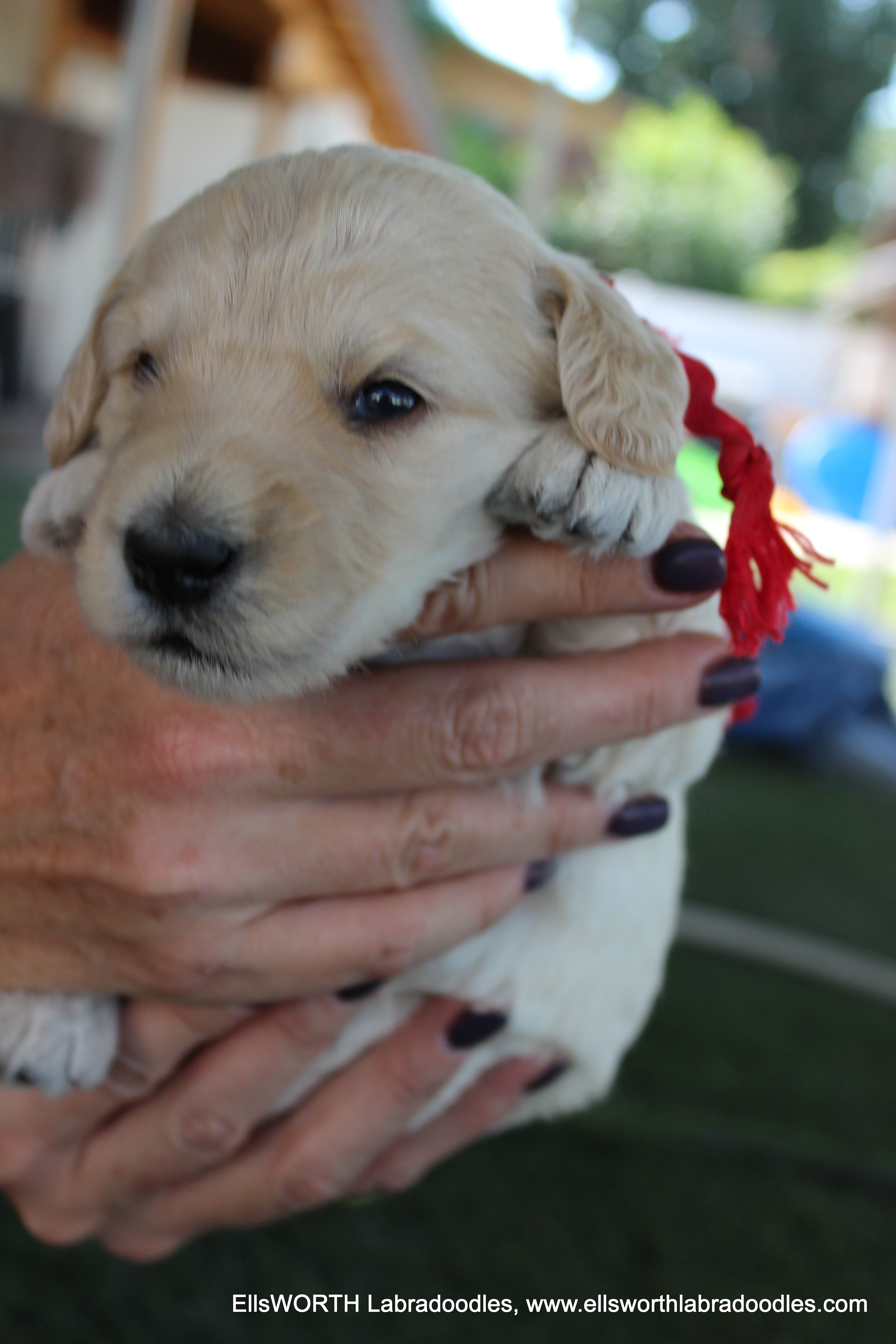 3 weeks old weighs 3.6 lbs