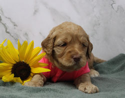 Australian labradoodle with multigeneration testings behind them.