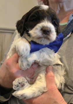 see the ticking (black freckles) in his legs)