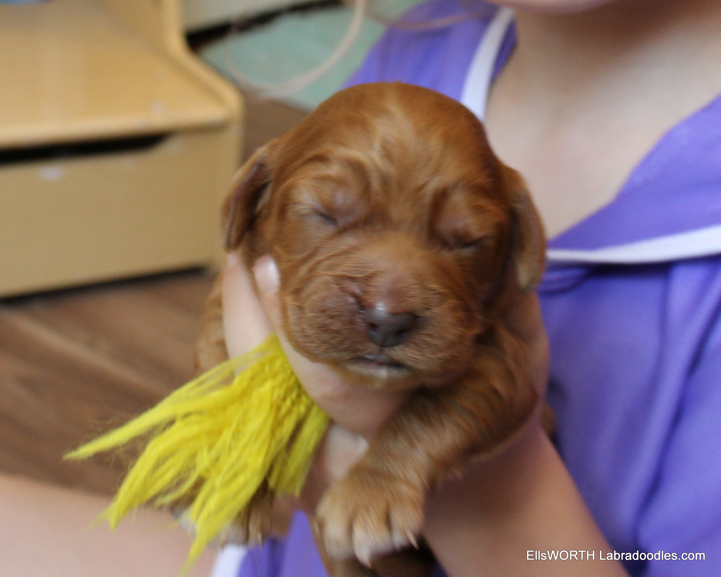 10 days old, we are still doing
