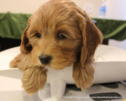 7 weeks old weighs 5.13 lbs