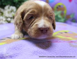 3 weeks old weighs 2.13 lbs