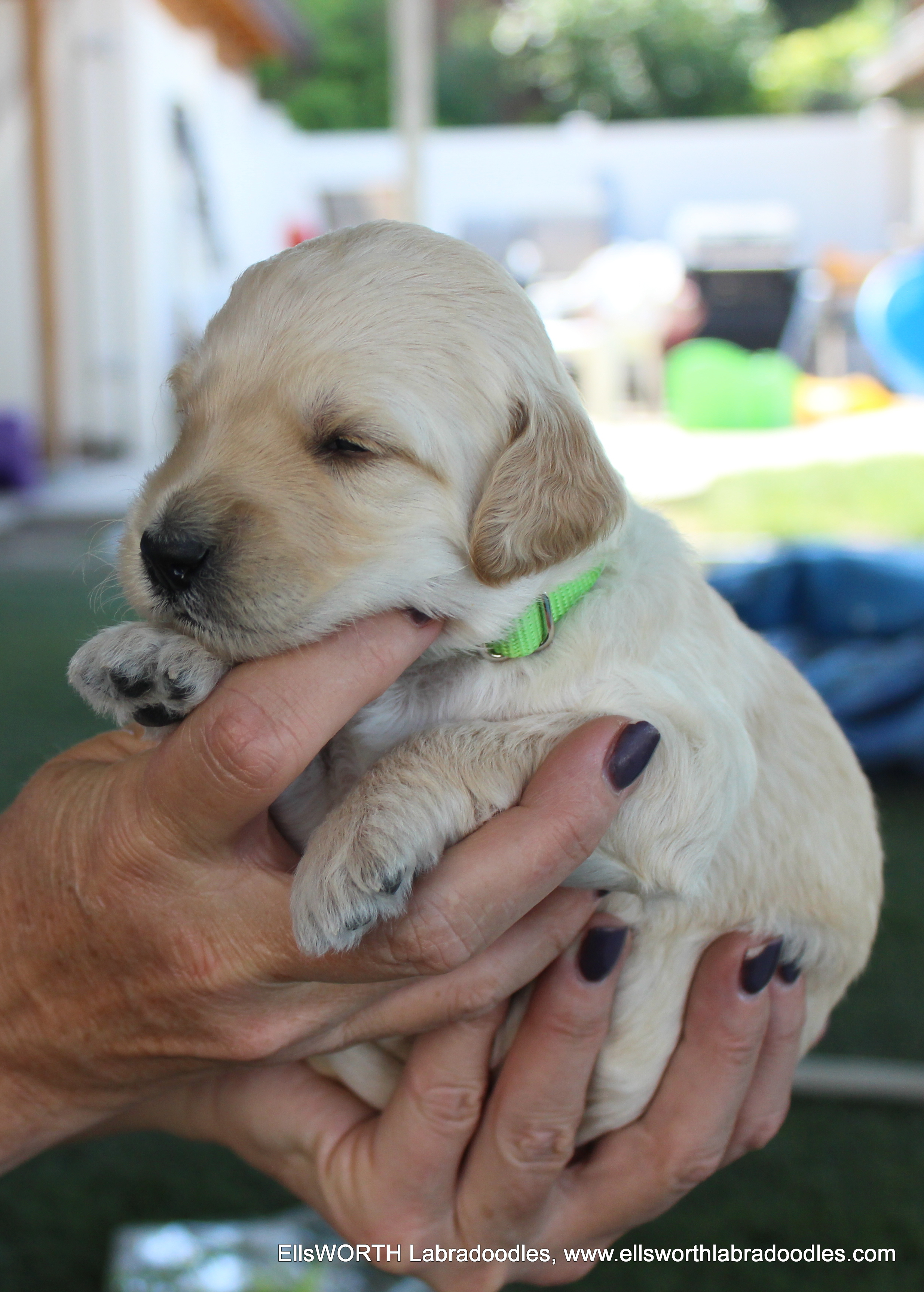 3 weeks weighs 2.12 lbs