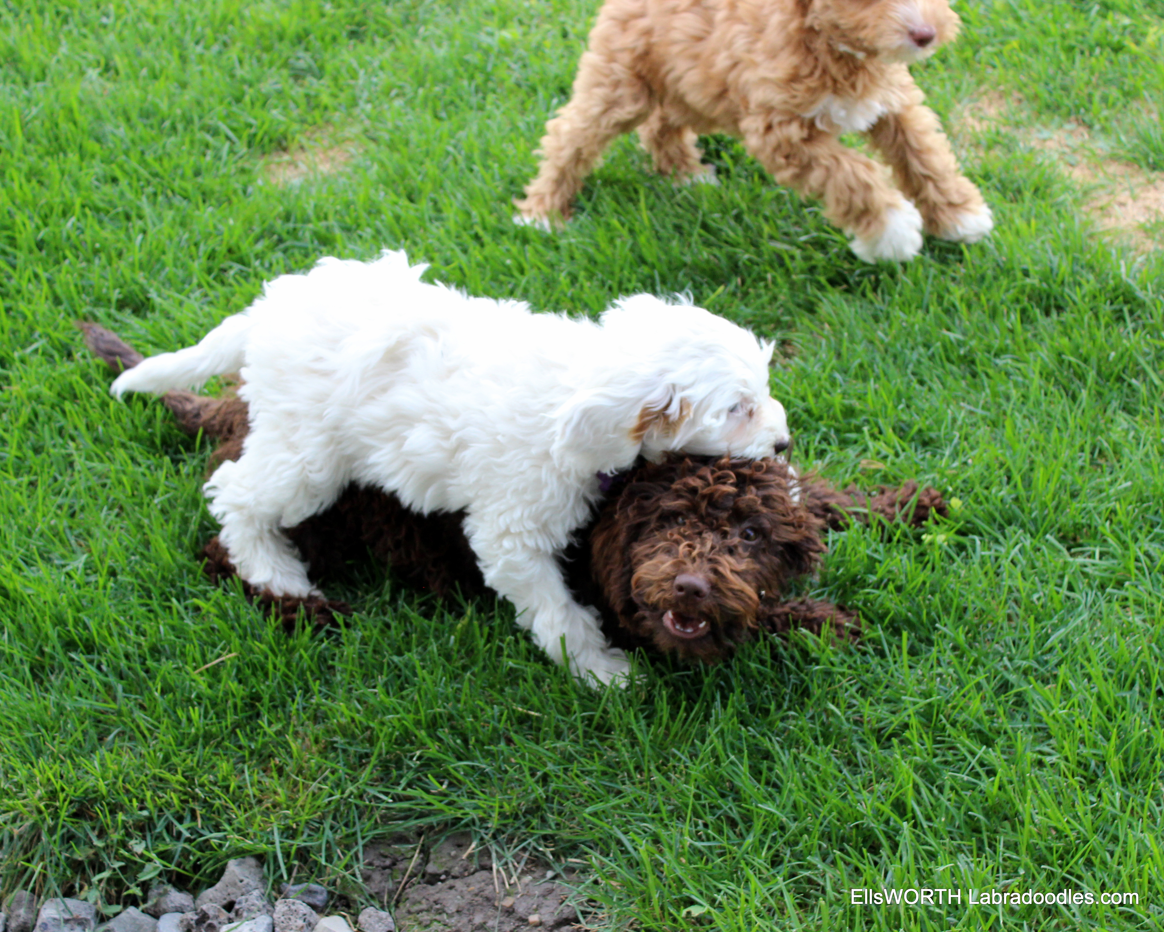 all the puppies get a long well