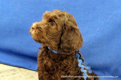 he is the smallest of the litter