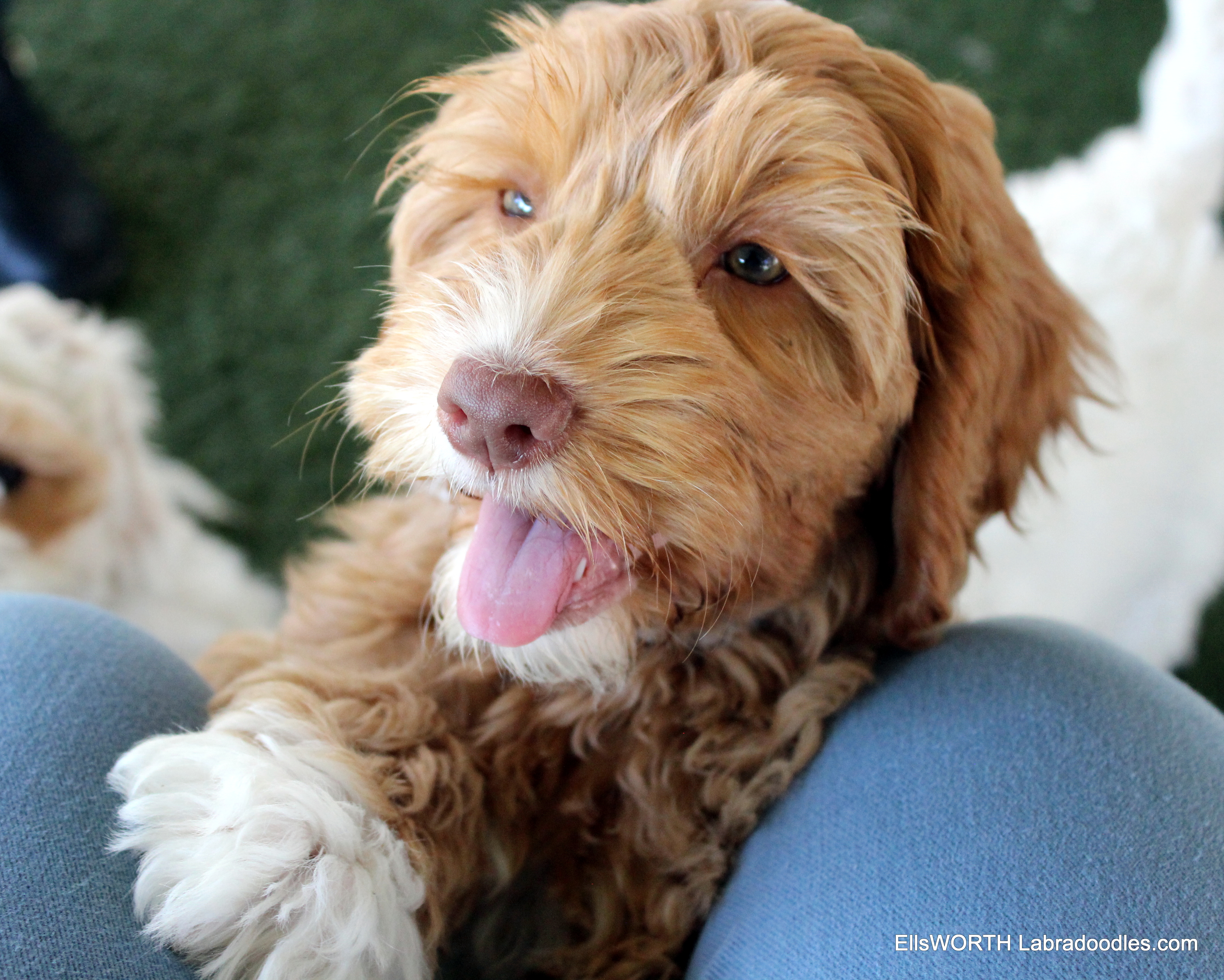 11 weeks old weighs 8.14 lbs