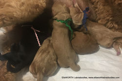 Luke birth weight 11.18 oz.