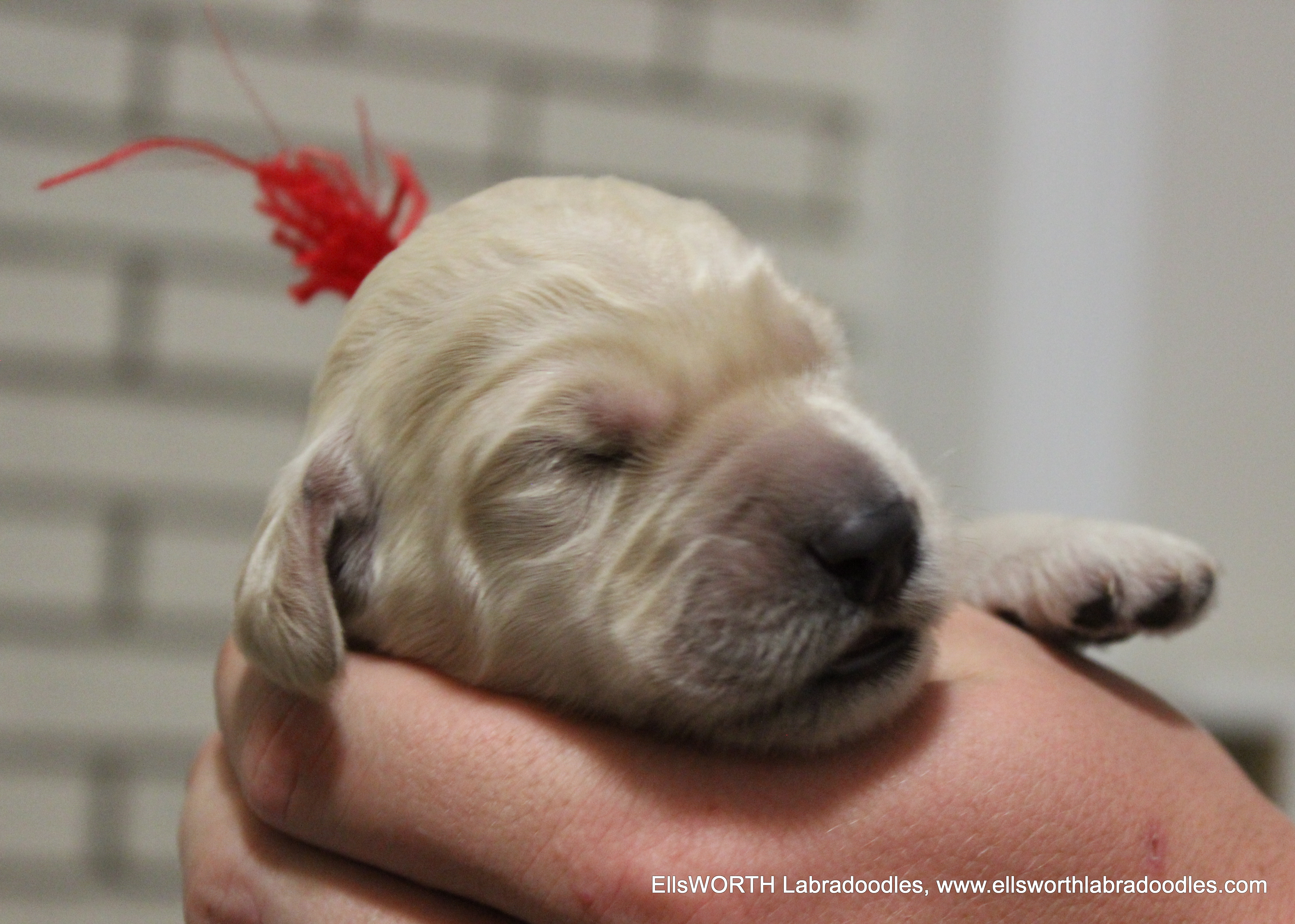 1 week old weighs 1.5 lbs