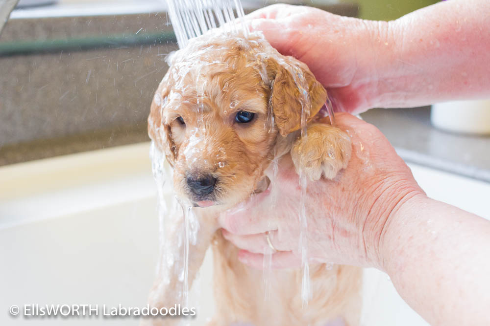 EllsWORTH Labradoodles in Provo, Utah
