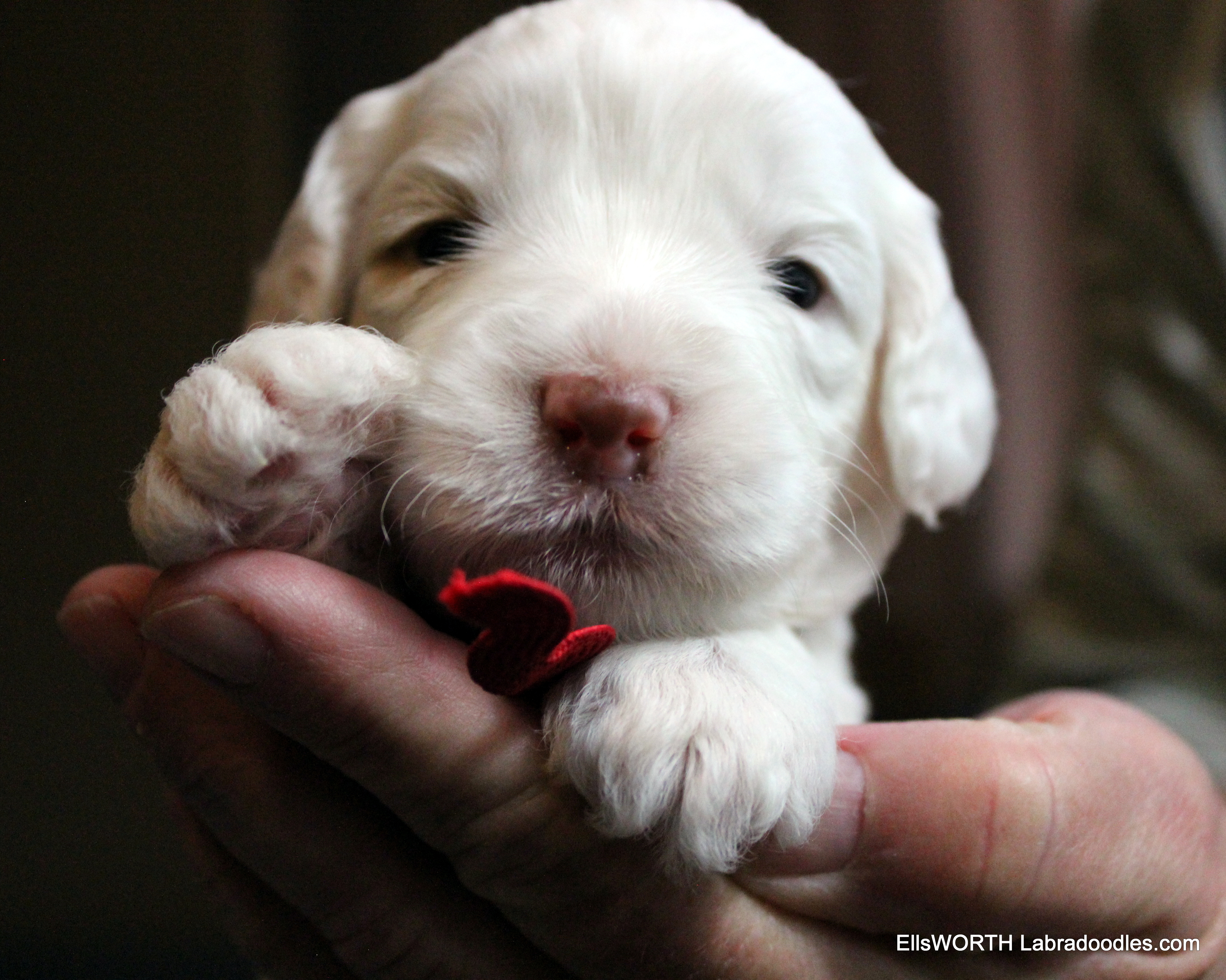 3 weeks old weighs 2.12 lbs