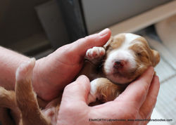 his nose is changing colors first